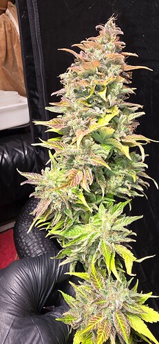 Growreport Bild 107