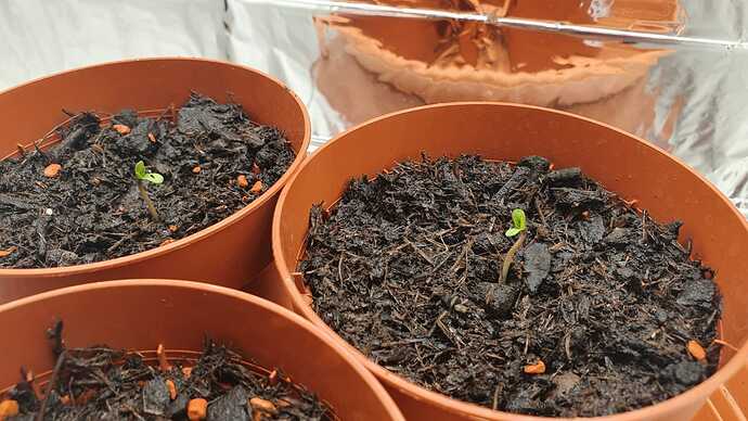 WhatsApp Bild 2024-04-16 um 10.55.37_2ff04ba5