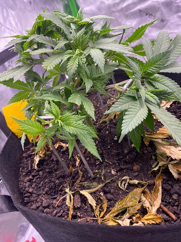 Growreport Bild 5