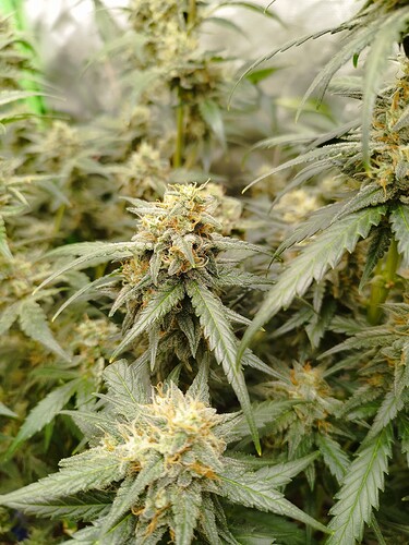 Nahaufnahme von reifenden Cannabis-Buds mit Trichomen und orangefarbenen Stempeln.