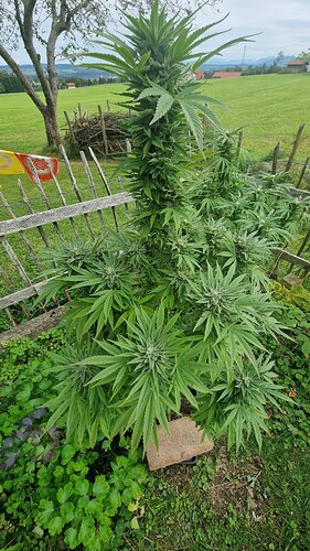Growreport Bild 3