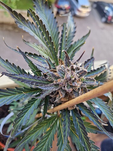 Growreport Bild 33
