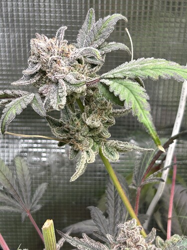 Growreport Bild 67