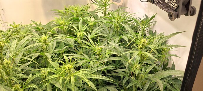 Growreport Bild 13