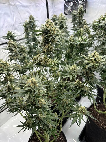 Growreport Bild 8