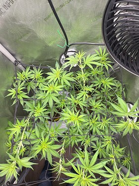 Growreport Bild 3
