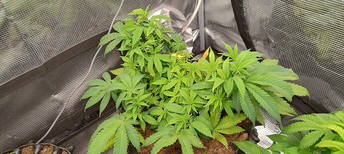 IMG_20251020_145246720_HDR