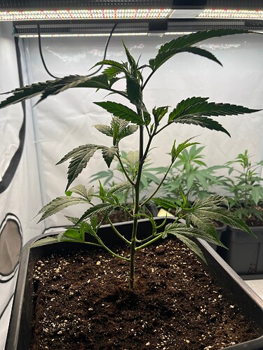 Growreport Bild 5