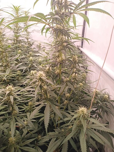 Growreport Bild 9