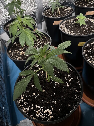 Growreport Bild 7