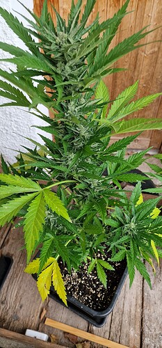Growreport Bild 8