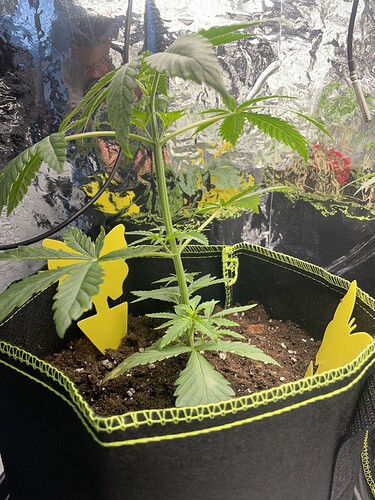 Growreport Bild 2