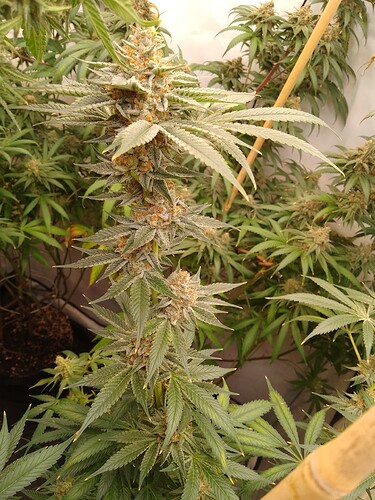 IMG_20240730_032024_470