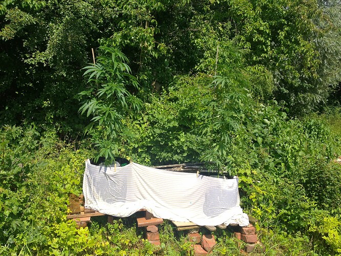 Grow25_0702_hitzewelle_1