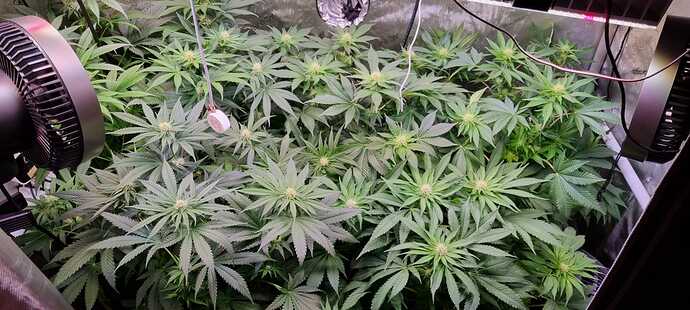 Growreport Bild 43