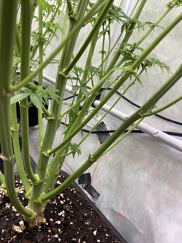 Growreport Bild 12