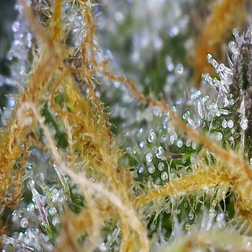 Growreport Bild 9
