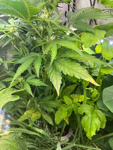 Growreport Bild 53