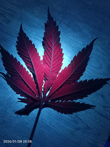 Growreport Bild 13