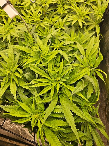 Growreport Bild 5