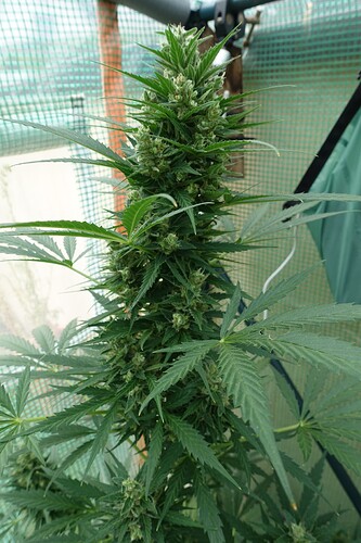 Growreport Bild 20