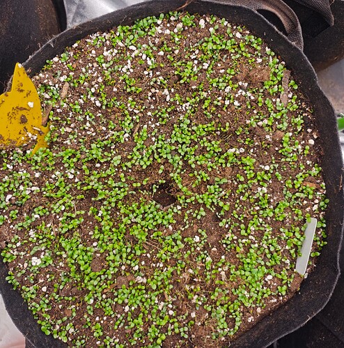 Growreport Bild 32
