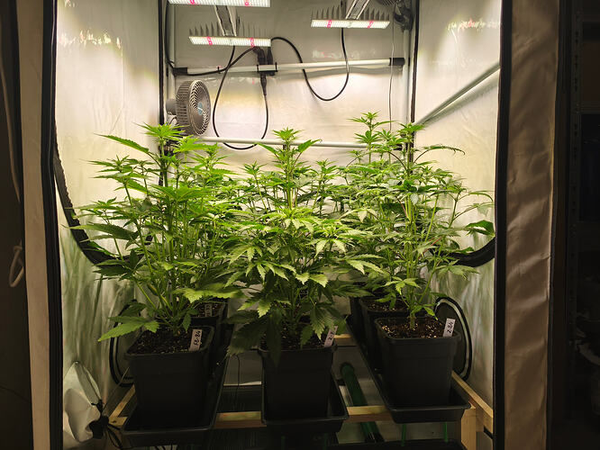 Growreport Bild 4