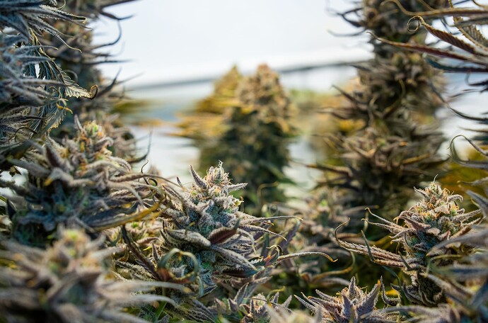 Growreport Bild 14