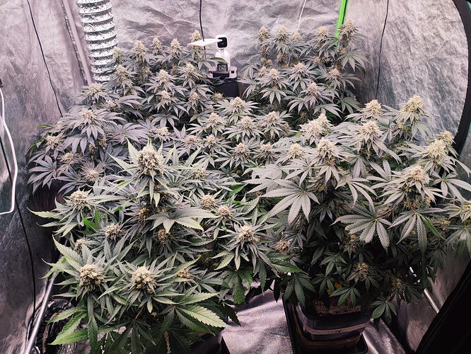 Growreport Bild 17