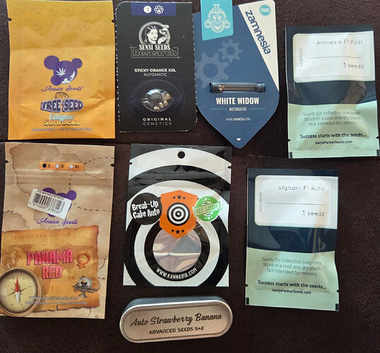 Eine Sammlung verschiedener Cannabis-Samenverpackungen von Marken wie Anesia Seeds, Sensi Seeds, Zamnesia und Kannabia.