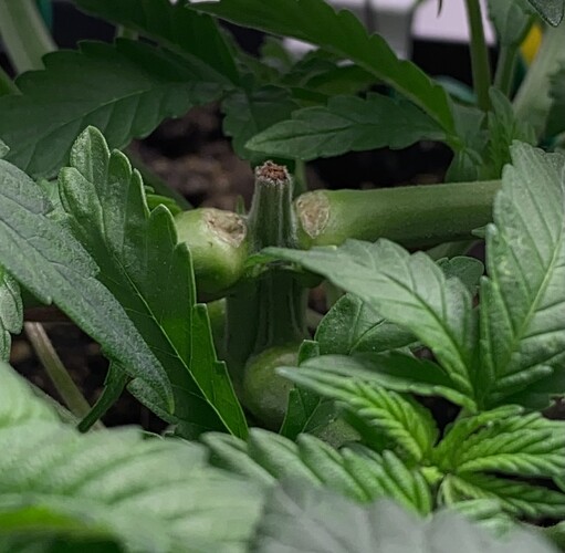 Growreport Bild 9