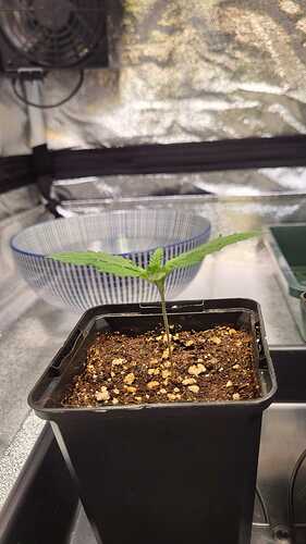 Growreport Bild 36