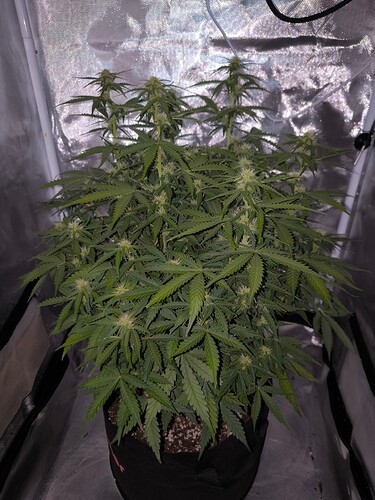 Growreport Bild 4