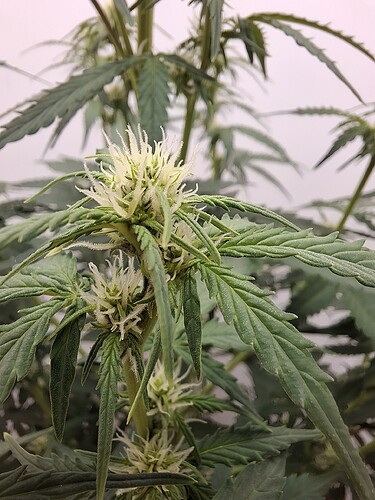 Growreport Bild 104