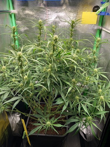 Growreport Bild 4