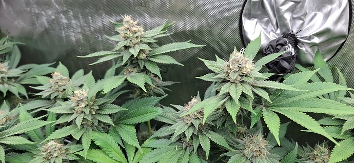 Growreport Bild 5