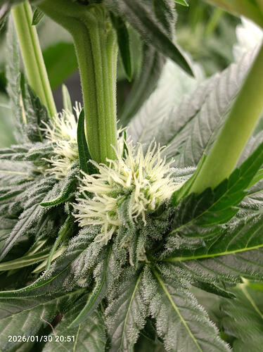 Growreport Bild 25