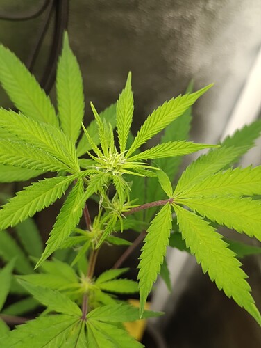 Growreport Bild 5