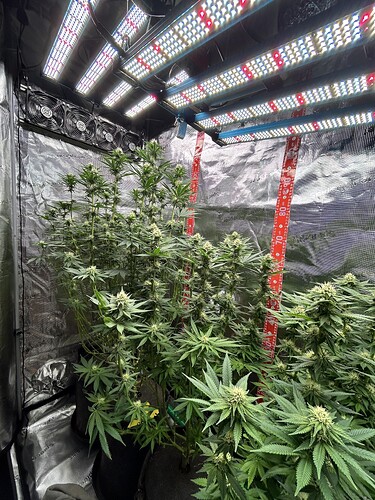 Mehrere Cannabis-Pflanzen in einem Growzelt unter LED-Beleuchtung in der Blütephase.