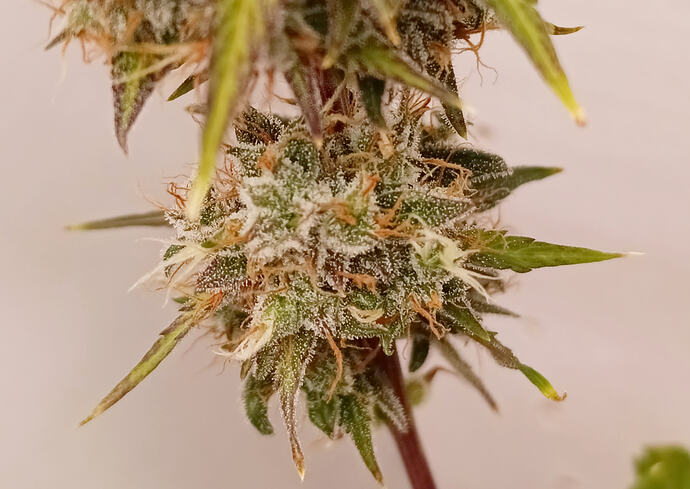 Growreport Bild 19