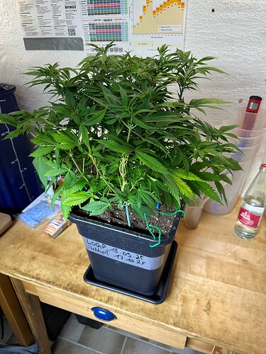 Growreport Bild 49