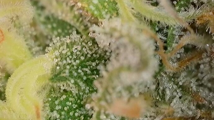 Growreport Bild 34