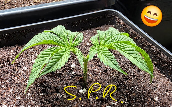 Growreport Bild 14