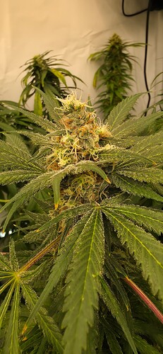 Growreport Bild 5