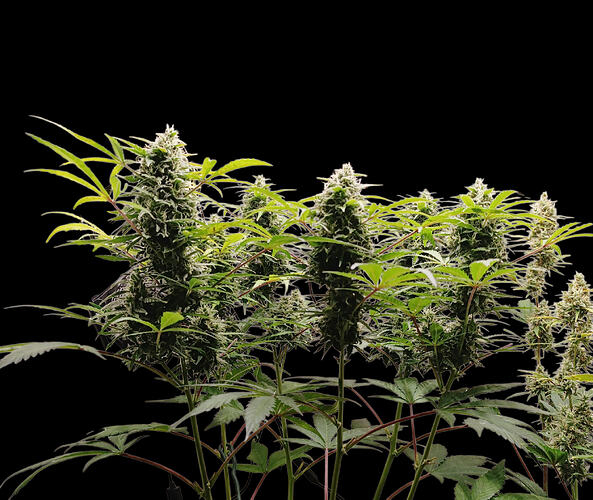 Growreport Bild 4