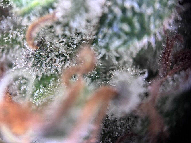Growreport Bild 9