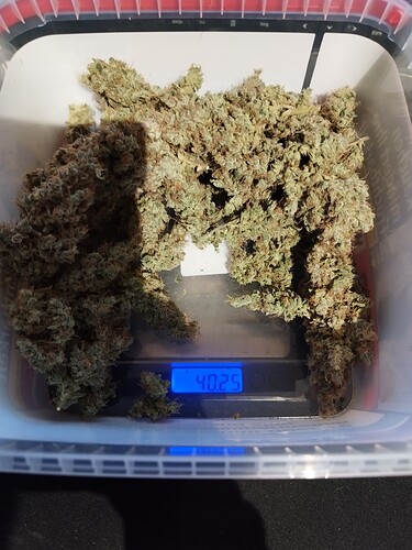 Ein Behälter mit geernteten Cannabis-Buds auf einer digitalen Waage, die 40,25 anzeigt.