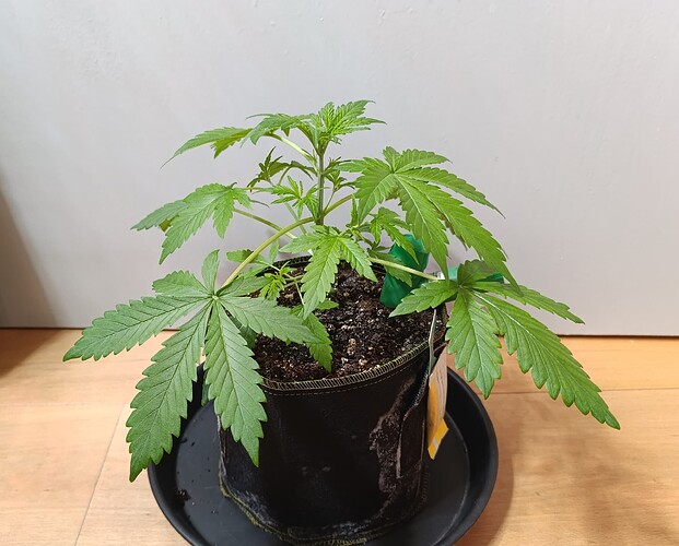 Growreport Bild 3