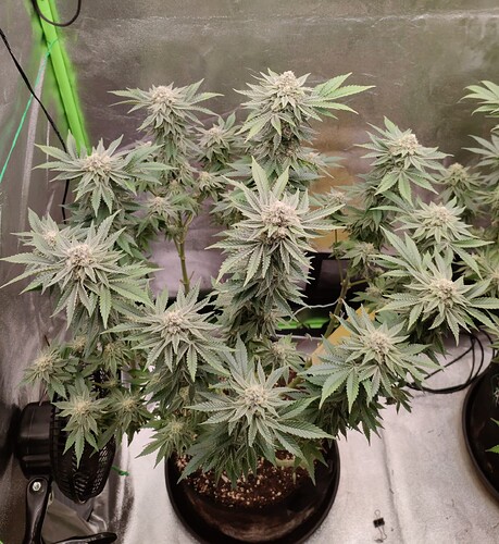 Growreport Bild 7