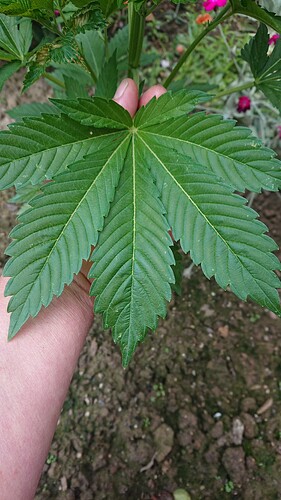 Growreport Bild 27